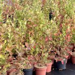 Čučoriedka kanadská (Vaccinium corymbosum) ´TORO´ – neskorá 50-70 cm, kont. C1.5L